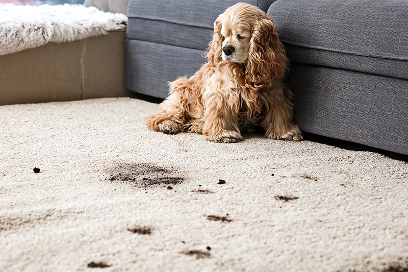 Antes de la limpieza de alfombra