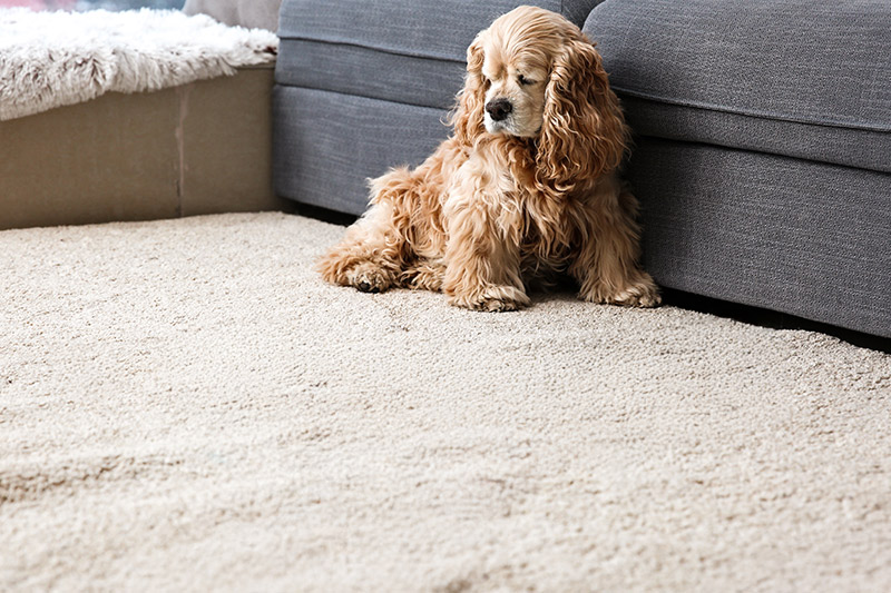 Después de la limpieza de alfombra por ALPA